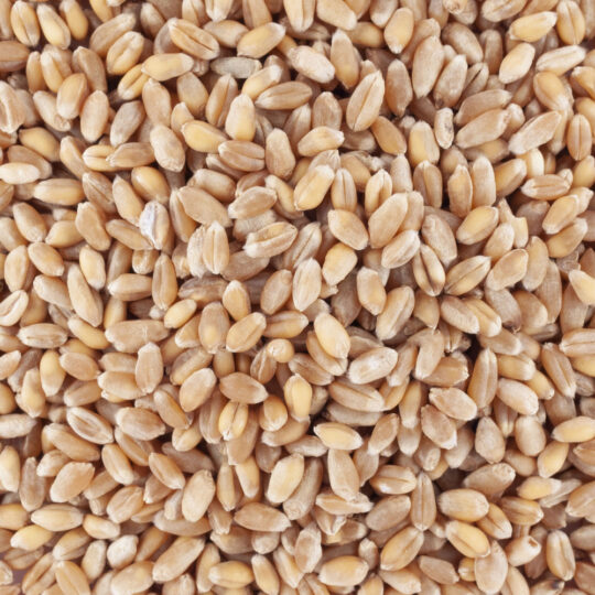 🌾 SACS — BLÉ FERMIER 4 KG (Animaux de Basse-Cour)